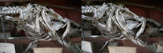 Museum of Comparative Anatomy