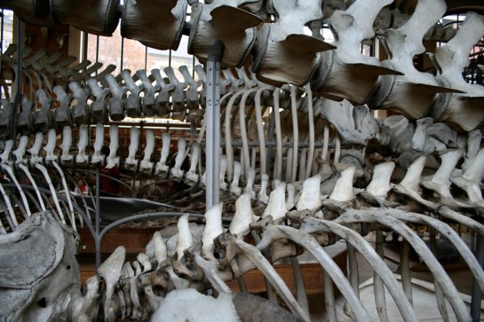 Museum of Comparative Anatomy, Paris