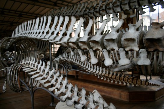 Museum of Comparative Anatomy, Paris