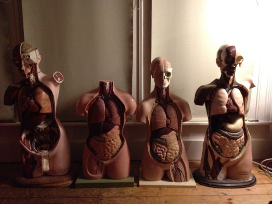 Anatomical Torsos