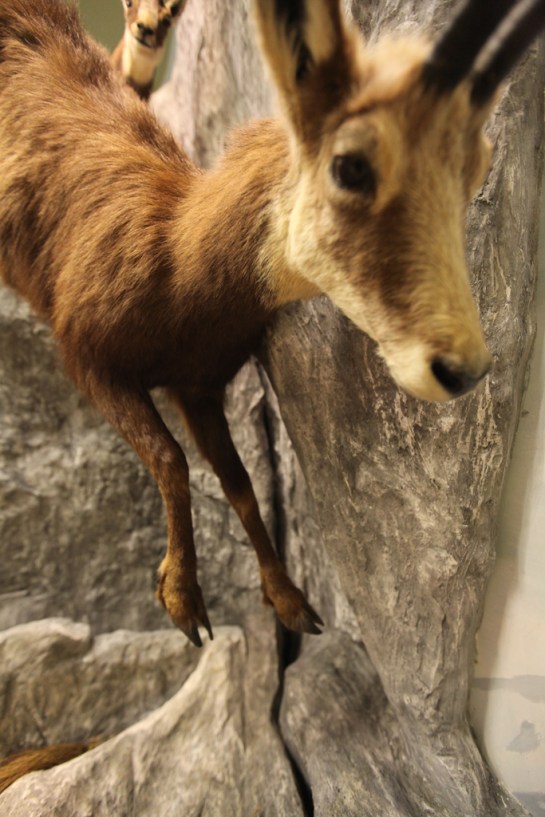 Helsinki Natural History Museum