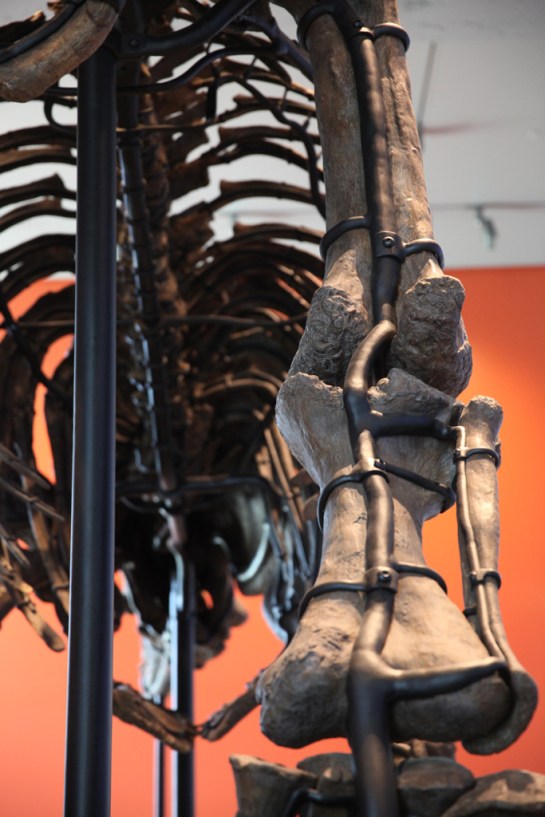 L.A. Natural History Museum