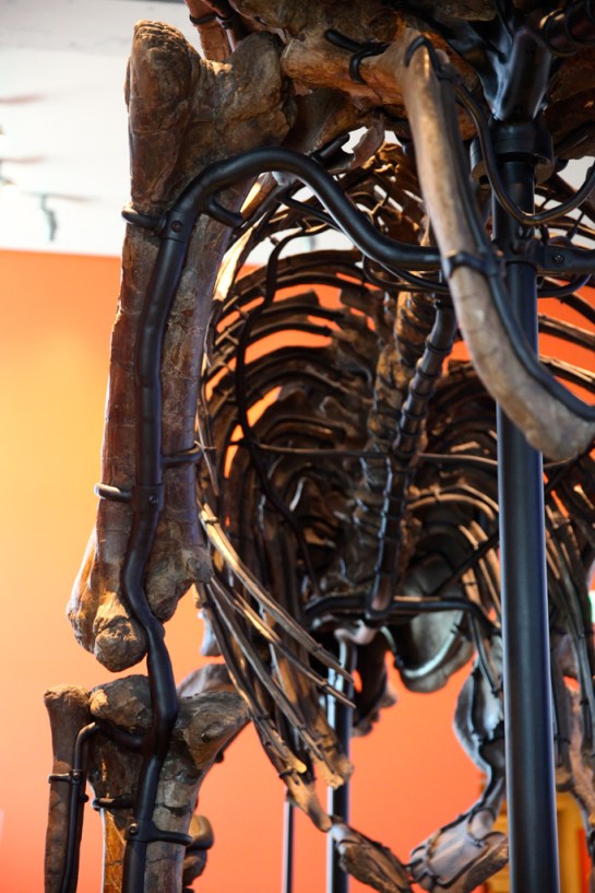 L.A. Natural History Museum