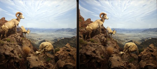 Mountain Big Horn Sheep