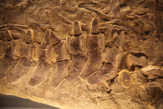 L.A. Natural History Museum