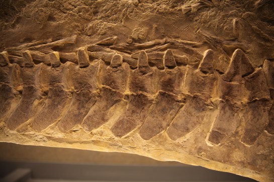 L.A. Natural History Museum