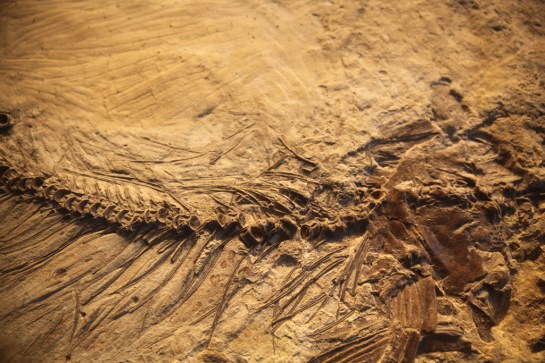 L.A. Natural History Museum