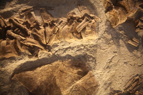 L.A. Natural History Museum