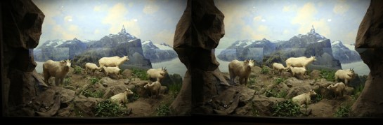 Mountain Goat, L.A. Natural History Museum