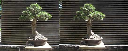 Bonsai Trees at the Huntingdon 